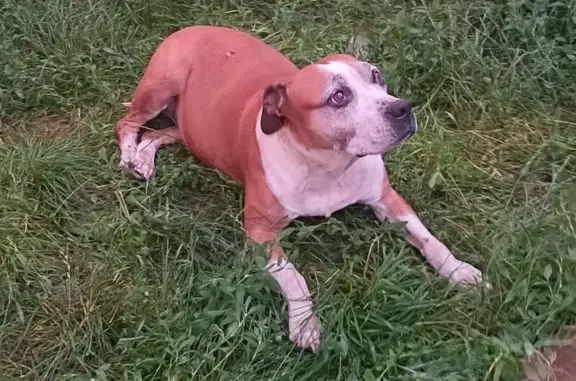 Пропала собака, 3-й Карачижский переулок, Брянск - стаффордширский терьер, 11 лет - photo