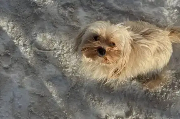 Найдена собака, улица Курашова, 20, Казань - маленькая светлая - photo