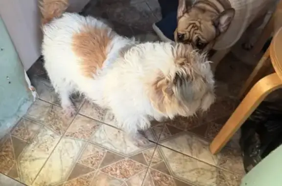 Найдена собака, Сестрорецк, фото: Найден собака, мужской, 10-я дорожка, 77 к1, Сестрорецк - очень добрый