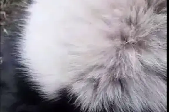 Собаки потеряшки, Орёл, фото: Потеряшка собака, улица МОПРа, 10, Орёл - белая с чёрными пятнами