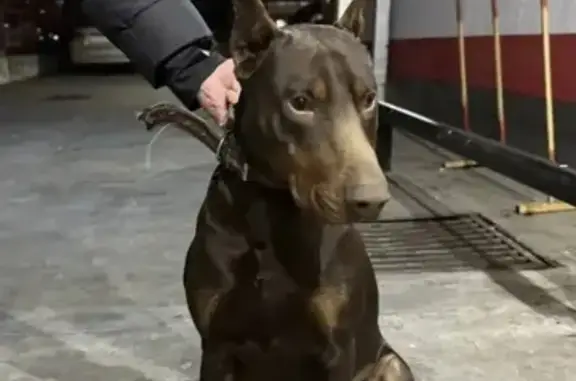 Найдена собака, Сочи, фото: Найден собака, Сочи, Краснодарский край - молодой доберман с оборванным ошейником