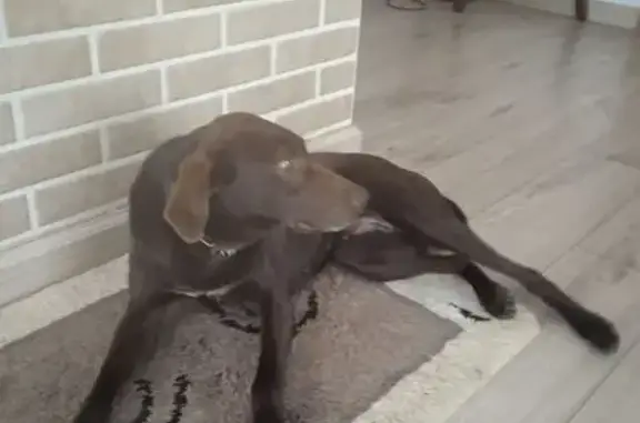 Найдена собака, Заозерье, фото: Найдена собака, Центральная улица, Заозерье - женская, курцхаар шоколадного цвета