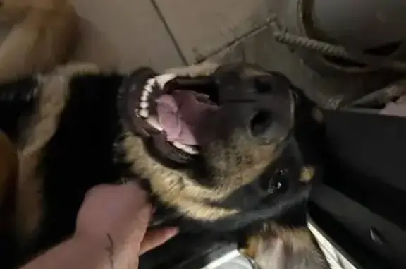 Найдена собака, Ростов-на-Дону, фото: Найдена собака, Очаковская улица, 39-51, Ростов-на-Дону - черная с рыжими лапами