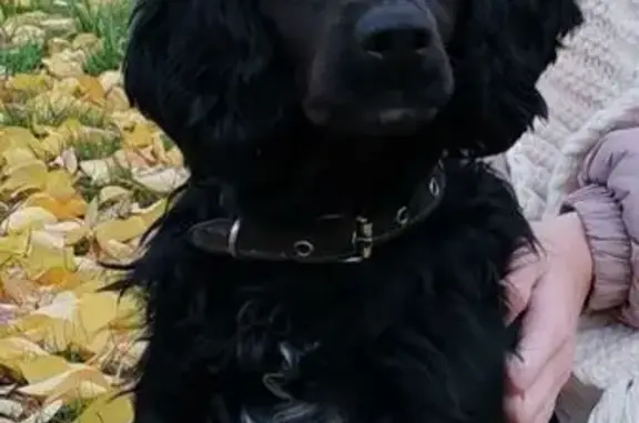 Пропал собака, 11-й Новый переулок, 34, Таганрог - чёрный с белой грудкой - photo