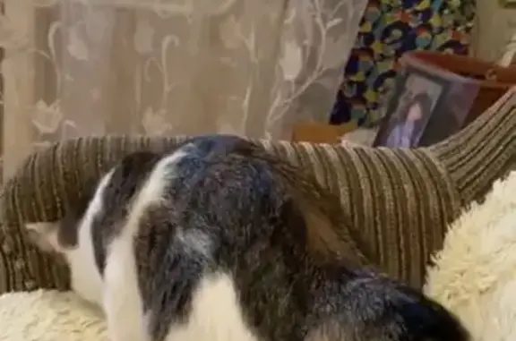 Кошки потеряшки, Киров, фото: Потеряшка кот, Киров - белый с полосатым окрасом и коротким хвостиком