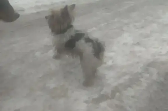 Найдена собака, Калининград, фото: Найден собака, улица Ломоносова, Калининград - с салатовым ошейником