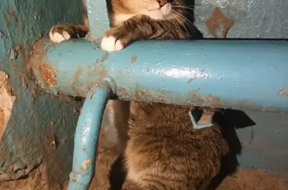 Пропал кот, мужской, Заводская улица, 12, Дивногорск - photo