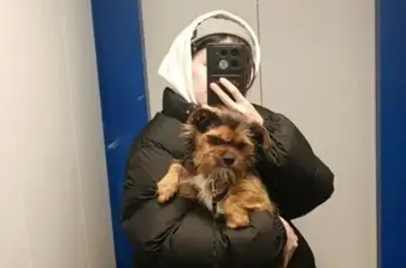 Найдена собака, Менделеевск, фото: Найден собака, улица Бурмистрова, 4, Менделеевск - чёрно-оранжевый