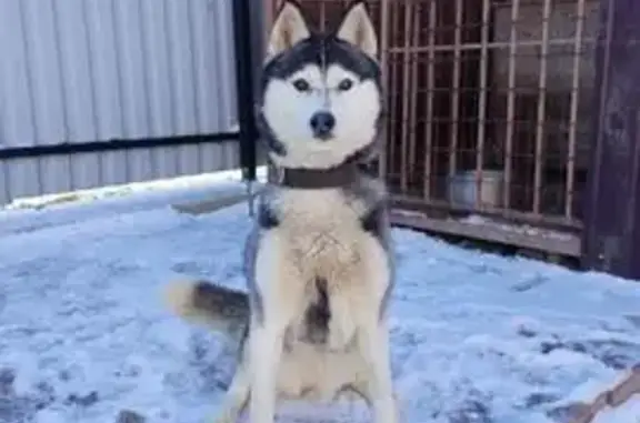 Пропал собака, 5-я Турнирная улица, Ростов-на-Дону - обе в ошейниках - photo