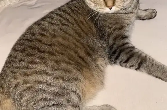 Пропал кот, 4, Иркутск - отзывается на Коржик - photo