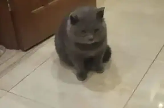 Найдена кошка, Бердск, фото: Найдена кошка, 1, Бердск - окрас дымчатый, ласковая