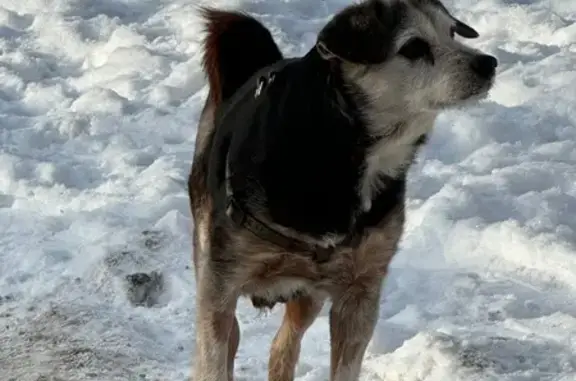 Найдена собака, Санкт-Петербург, фото: Найдена собака, проспект Солидарности, 10 к3, Санкт-Петербург - хромает и ищет хозяина
