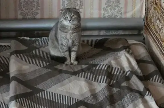 Пропала кошка, Стахановская улица, 4, Выкса - вислоухий, серый - photo