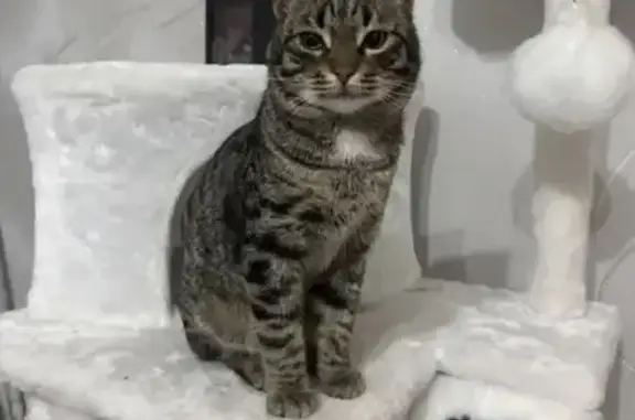 Кошки потеряшки, Орск, фото: Потеряшка кот, Медногорская улица, 15Б, Орск