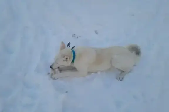 Найдена собака, Екатеринбург, фото: Найдена собака, мужской, Светлореченская улица, Екатеринбург