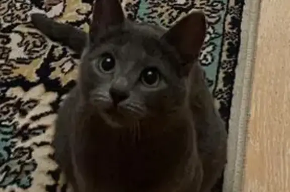 Найдена кошка, Химки, фото: Найдена кошка, улица Строителей, Химки - ласковая и игривая