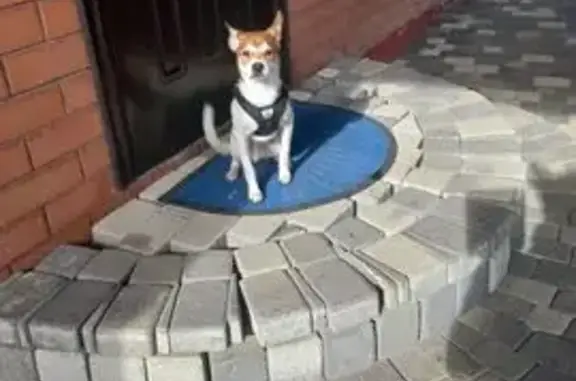 Найдена собака, Ставрополь, фото: Найдена собака, проспект Кулакова, Ставрополь - окрас как у Джек Рассела