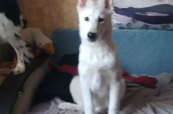 Найдена собака, Кострома, фото: Найден собака, мужской, Фестивальная улица, 16А, Кострома - окрас белый с серым