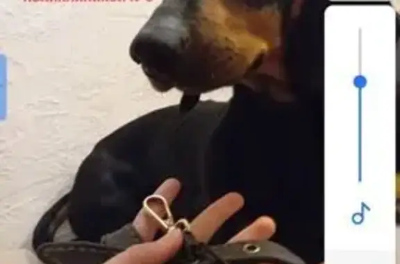 Пропал собака, улица Валентины Терешковой, городской округ Липецк - кабель таксы черный окрас в ошейнике - photo