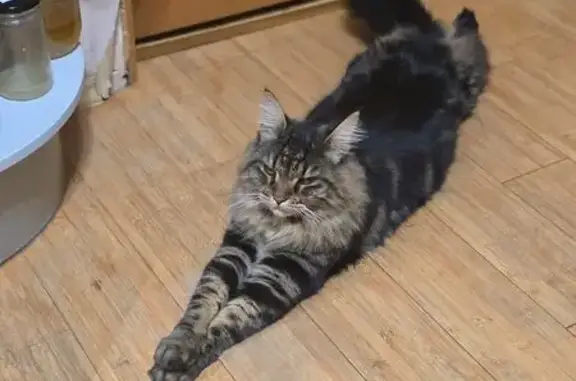 Пропала кошка, Первомайская улица, 109/2, Москва - откликается на имя Клава - photo