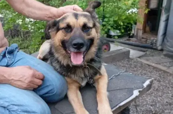 Пропал собака, Лесопарковая улица, Магнитогорск - черный с рыжими опалинами - photo