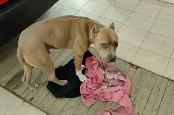 Найдена собака, Калуга, фото: Найдена собака, Киевский проезд, 9, Калуга - прибилась к гаражам