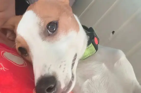 Пропала собака, мужской, Культурная улица, 13/3, Сочи - щенок Арчи, белый с коричневой головой - photo