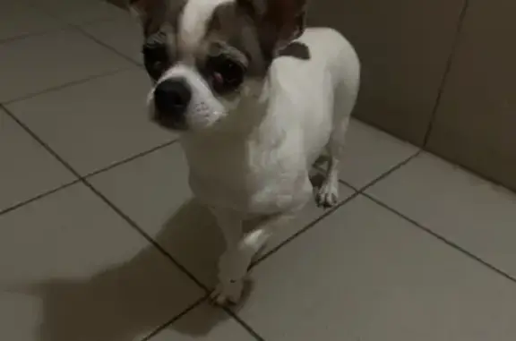 Найденные животные Верхняя Салда, фото: Найдена собака, улица Энгельса, 60/3, Верхняя Салда