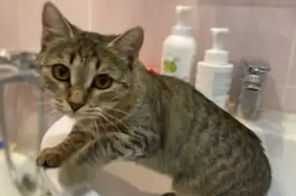 Пропала кошка, улица Королёва, 8, Зеленодольск - серо-полосатая с шрамом - photo