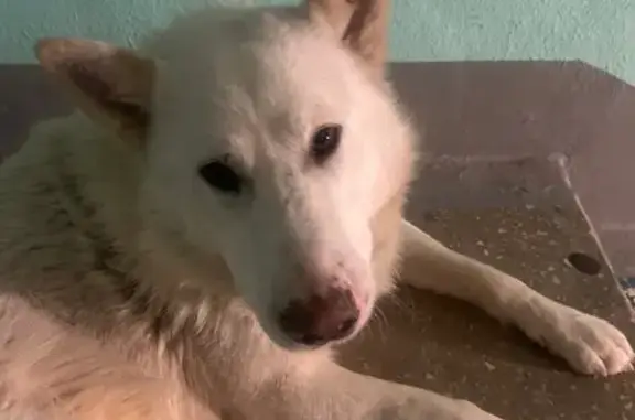 Пропал собака, мужской, улица Глеба Успенского, 28, Пермь - photo