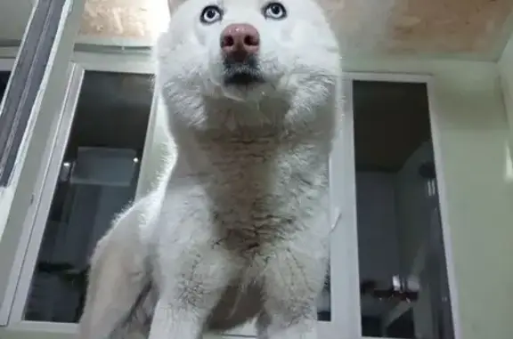 Найдена собака, Маркова, фото: Найден собака, улица Академика Герасимова, Маркова - голубоглазый блондин