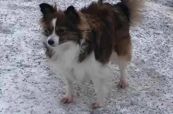 Найдена собака, Петрозаводск, фото: Найдена собака, улица Торнева, 7, Петрозаводск - дружелюбная, шлейка при ней