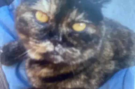 Кошки потеряшки, Тосно, фото: Потеряшка кошка, Песочная улица, 4, Тосно - британская, ласковая