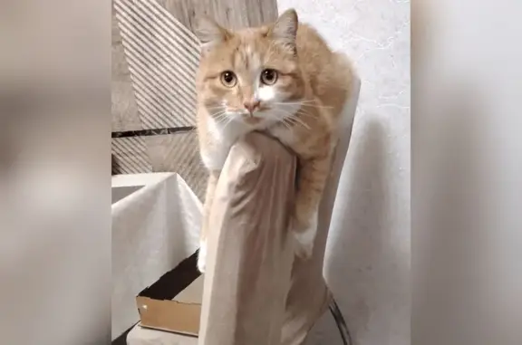 Пропал кот, Улан-Удэ, Бурятия - рыжий-белый молодой - photo