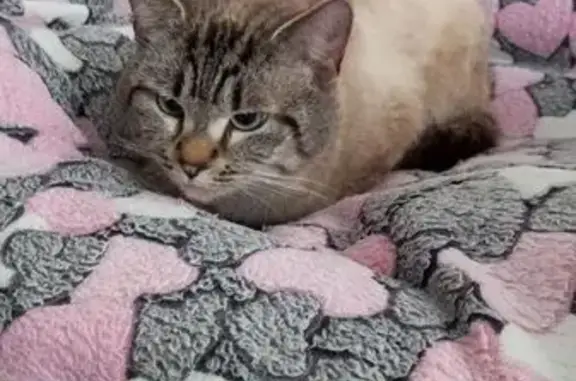 Найдена кошка, Удино, фото: Найдена кошка, Рогачёвское шоссе, Удино - голубые косые глаза