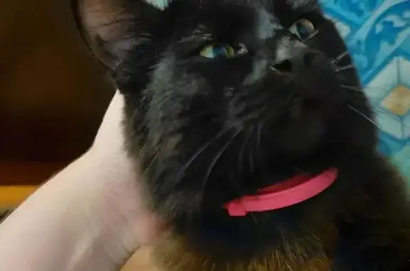 Пропал кот, Заворонежское, Тамбовская область - чёрный с белым пятном на животе - photo