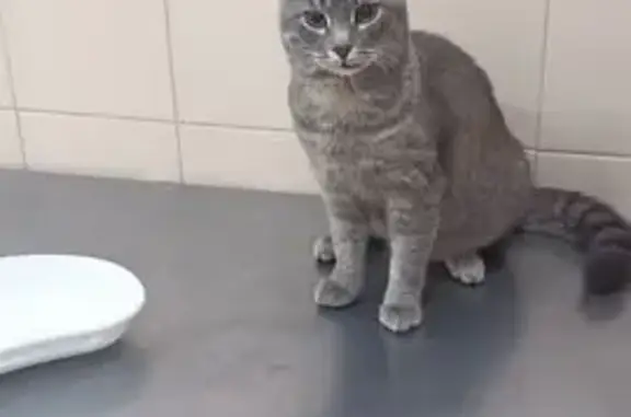 Пропал кот, Мурманская улица, 19, Саратов - полосатый-серый с кривой губой - photo