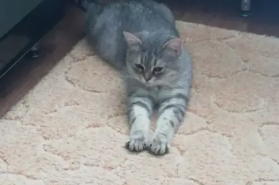Найдена кошка, Кострома, фото: Найдена кошка, Межевской проезд, 34, Кострома - серый с тёмными полосками