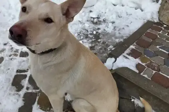 Найдена собака, Ростов-на-Дону, фото: Найдена собака, Большая Садовая улица, Ростов-на-Дону - ласковая и домашняя