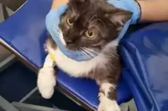 Найдена кошка, Ростов-на-Дону, фото: Найдена кошка, Газетный переулок, 102/159, Ростов-на-Дону - возраст около 2 лет