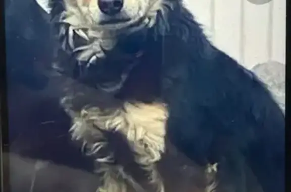 Пропал собака, Мостовской, Краснодарский край - очень игривый, потешный малыш - photo