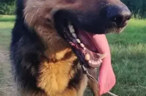 Пропала собака, женский пол, Краснодарская улица, 30/1, Яблоновский - photo