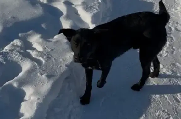Найдена собака, Оренбург, фото: Найдена собака, улица Красная Площадь, Оренбург - чёрная с ошейником