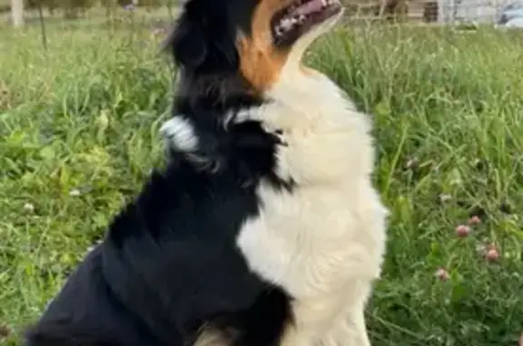 Пропала собака, женский пол, улица Михаила Сперанского, 23, Тюмень - сорвалась с поводка - photo