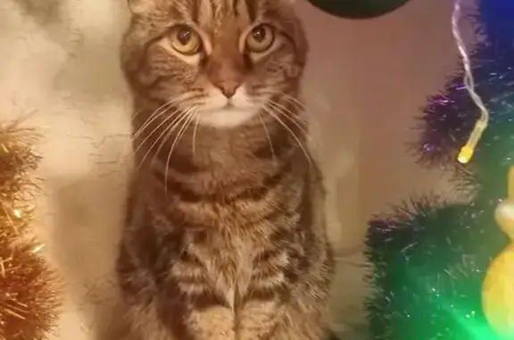 Кошки потеряшки, Курган, фото: Потеряшка кошка, улица Рихарда Зорге, 18, Курган - прямоухая шотландка