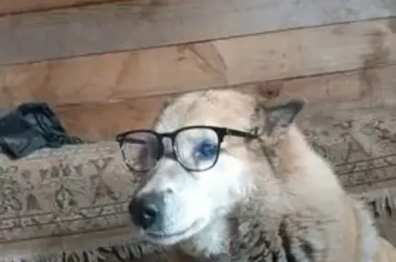 Пропала собака, улица Петряшова, 1, Иглино - рыжая, похожа на лису - photo