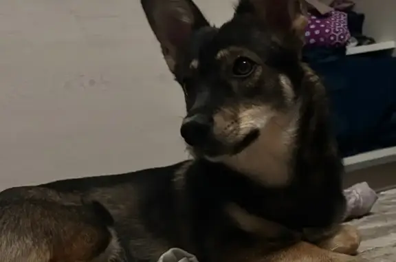 Пропала собака, Раздольная улица, 52, Белово - коричневый с белым, большие стоячие уши - photo