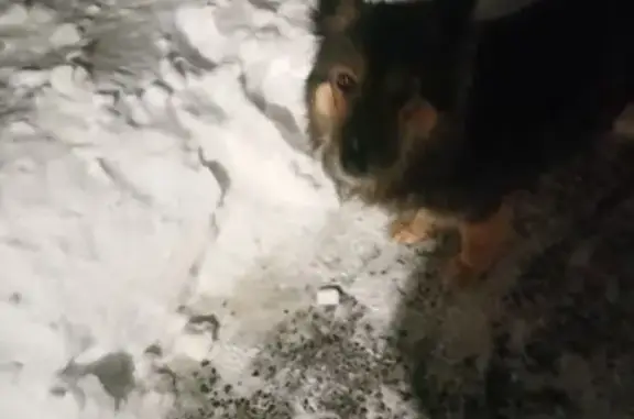 Найдена собака, Омск, фото: Найдена собака, улица Энтузиастов, 65А, Омск - похож на овчарку, худой и голодный