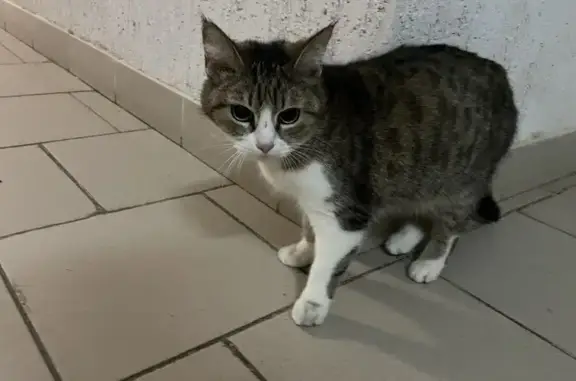 Найдена кошка, Кудрово, фото: Найдена кошка, Пражская улица, 11, Кудрово - ухоженная и испуганная