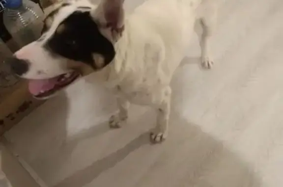 Найдена собака, Старый Чультем, фото: Найден собака, Старый Чультем, Удмуртия - помесь стаффа, знает команды